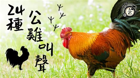 雞叫的時間|公雞為什麼會在早上打鳴？當然不是為了叫你起床